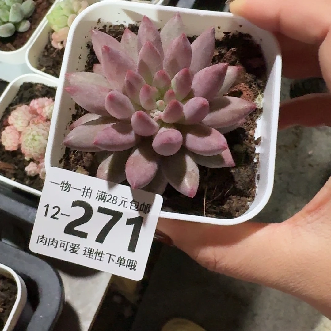 金鱼姬无无盆土发货无盆土发货无