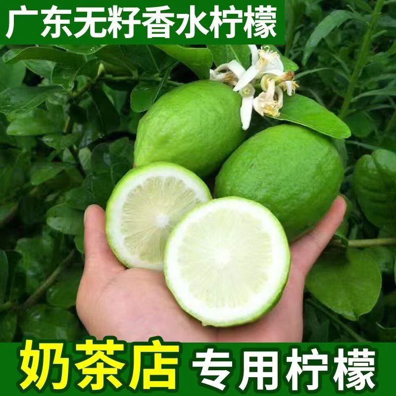 香水柠檬树盆栽可食用绿植柠檬苗花卉植物室内花阳台四季好养易活