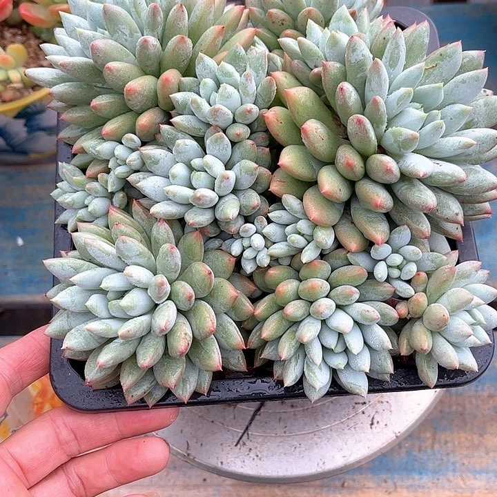 多肉植物一物一拍