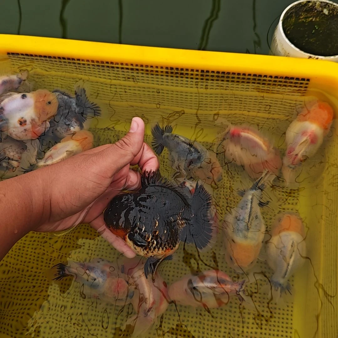 麒麟泰狮金鱼将军