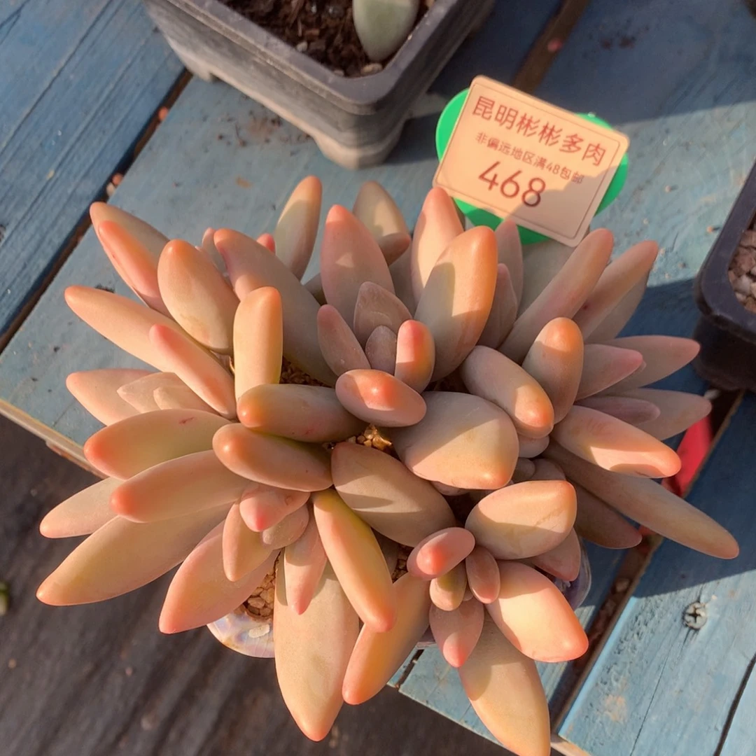 @***姐企鹅无砍老桩468