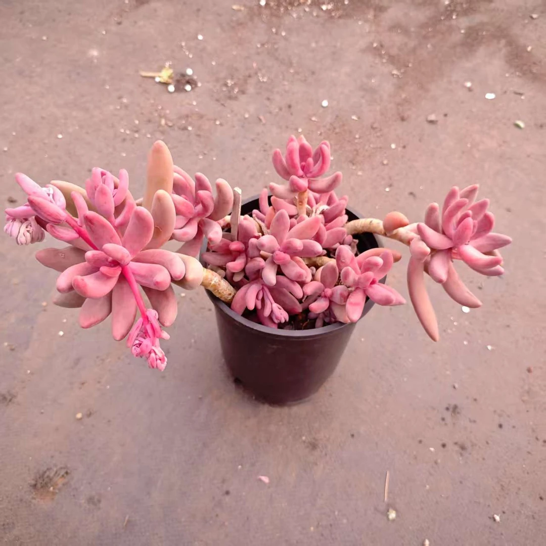 红手指160＃LZ川哥多肉植物新手闭眼入阳台庭院一单