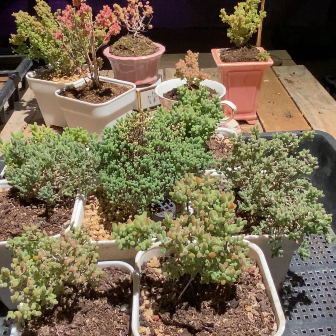 枝干番杏多肉植物625