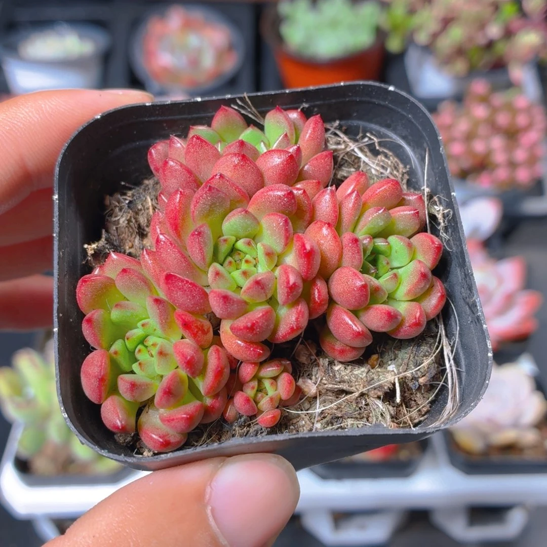 红宝石多肉9.9包邮发货