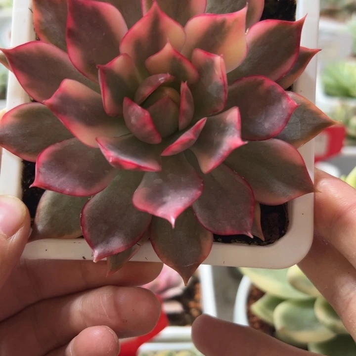 816号宝莲灯锦多肉