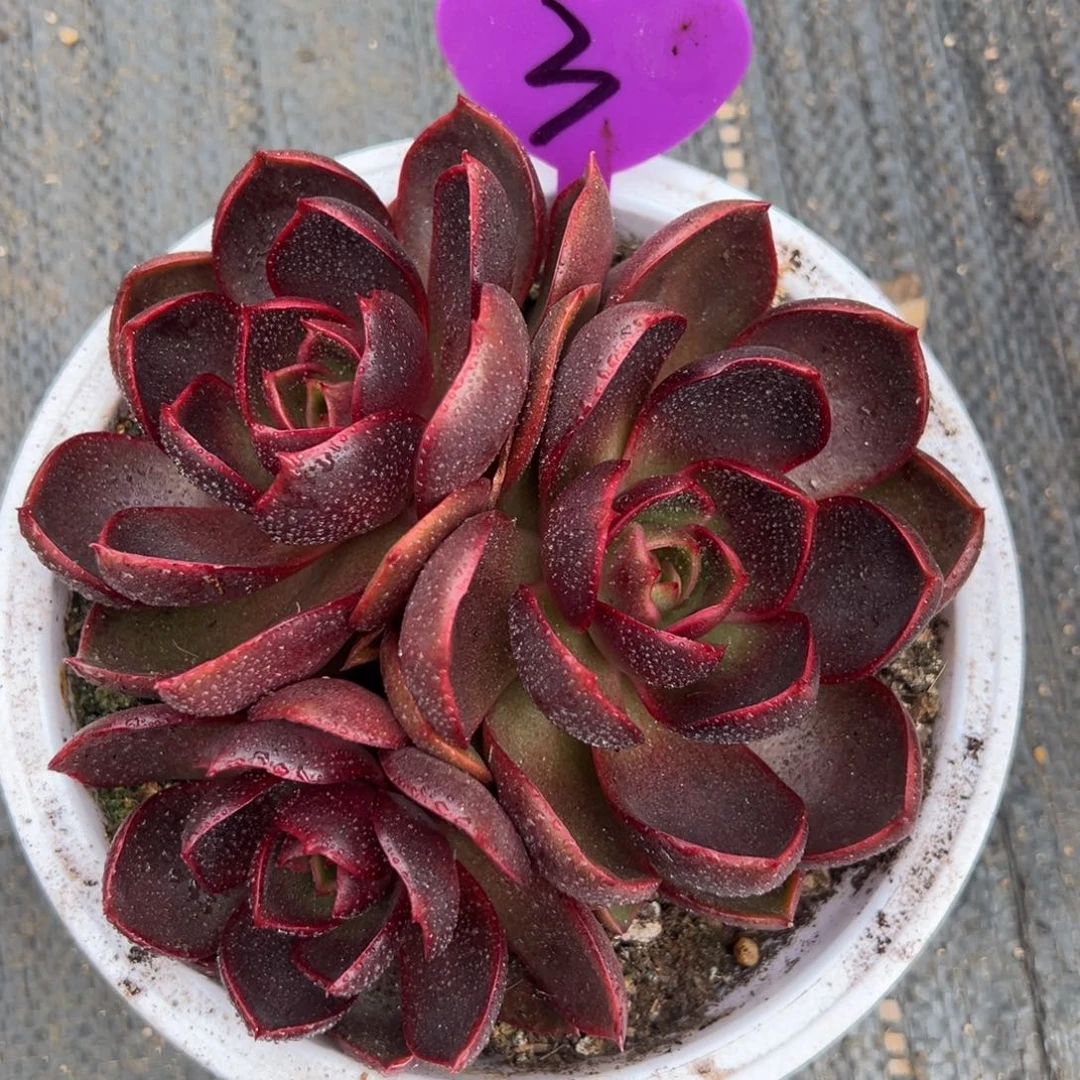 爱***聊多肉植物编号3号红灯