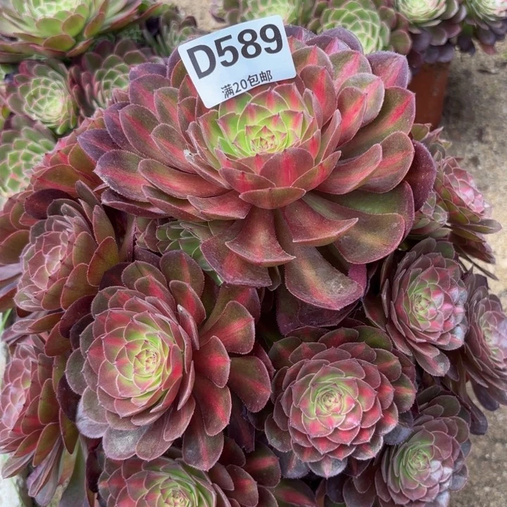 瑞妈多肉植物589