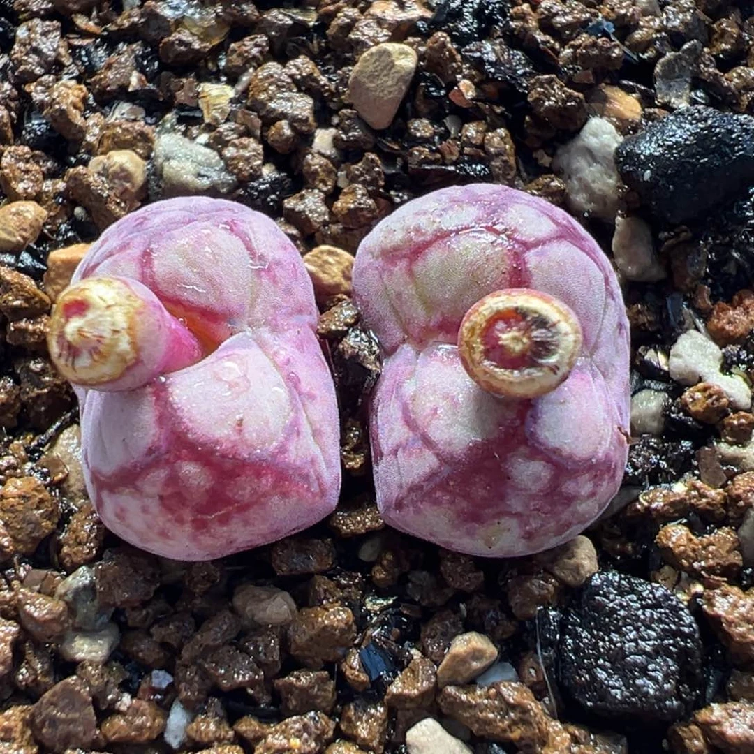 八重亘基多肉植物盆栽植物
