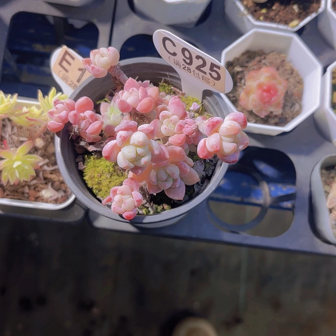 C925香妃一物一拍