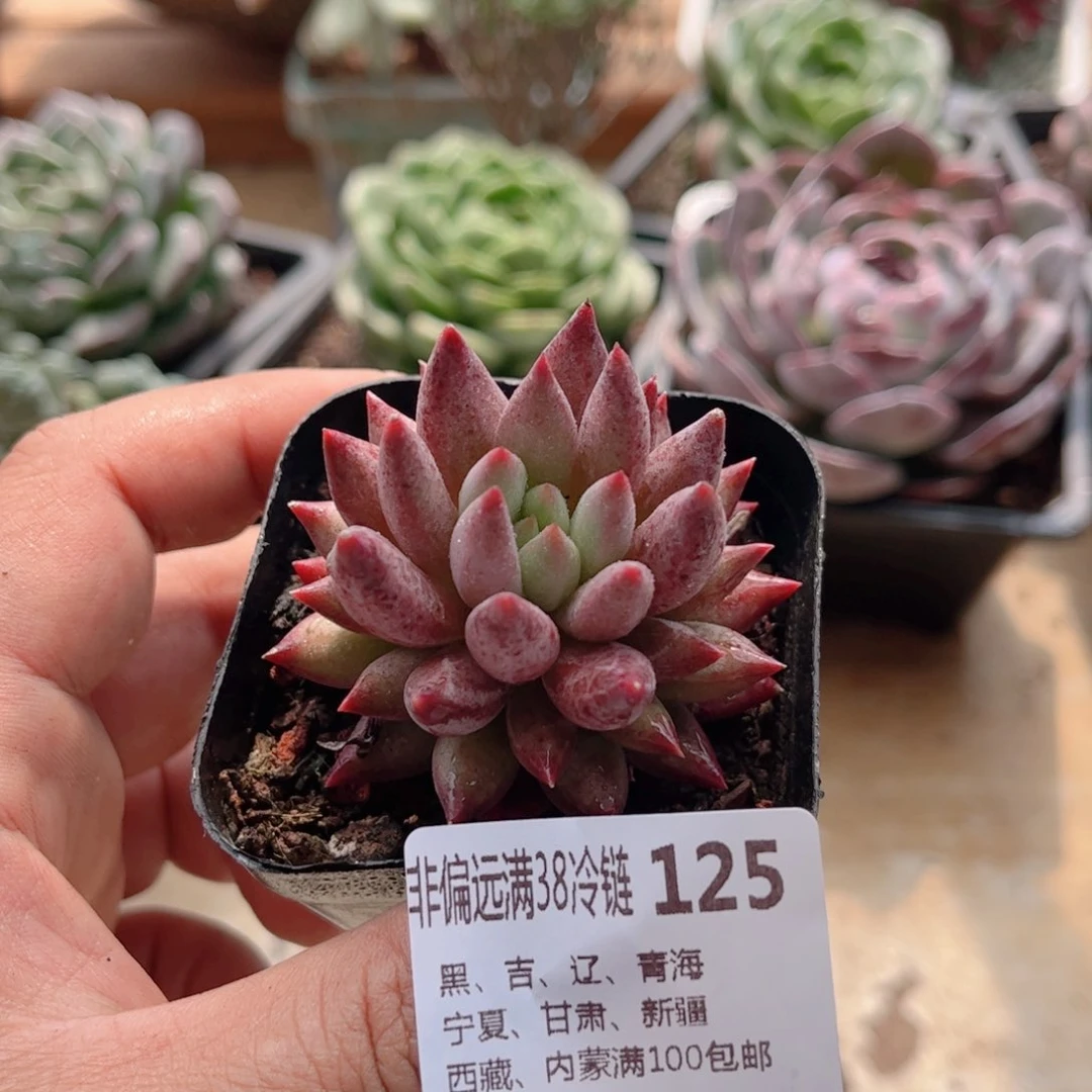 125车厘子德华多肉