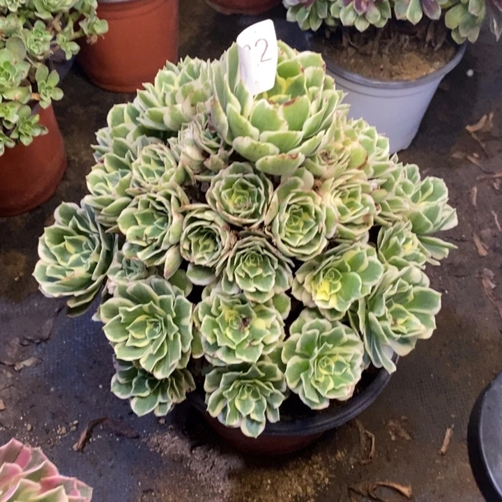 迈巴赫多肉断头不包0132