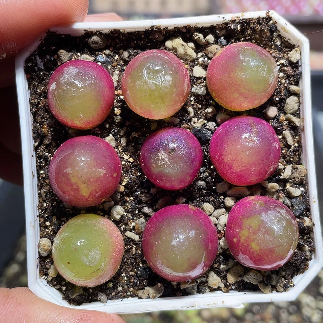 285当天凑满十八元包邮生石花