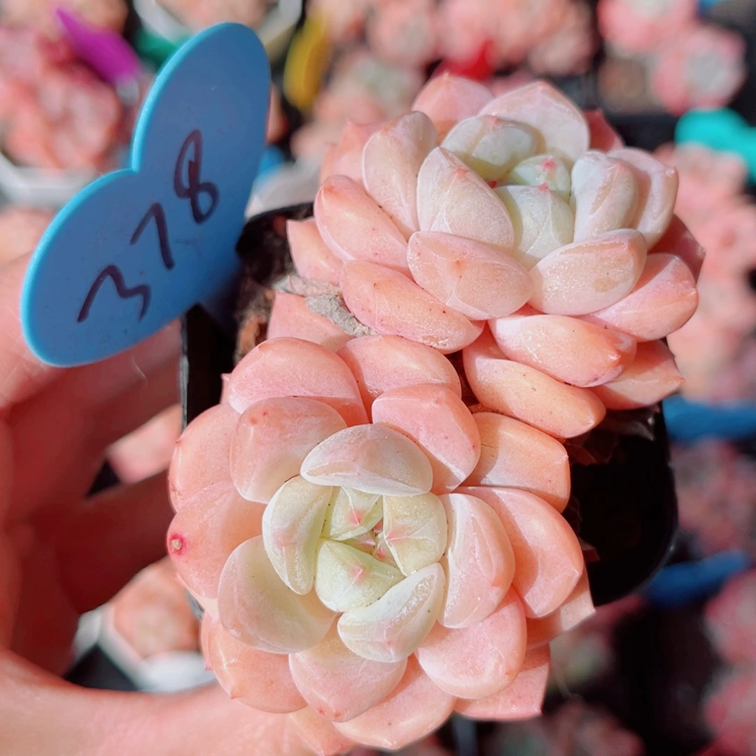 378号小老桩糖心双头