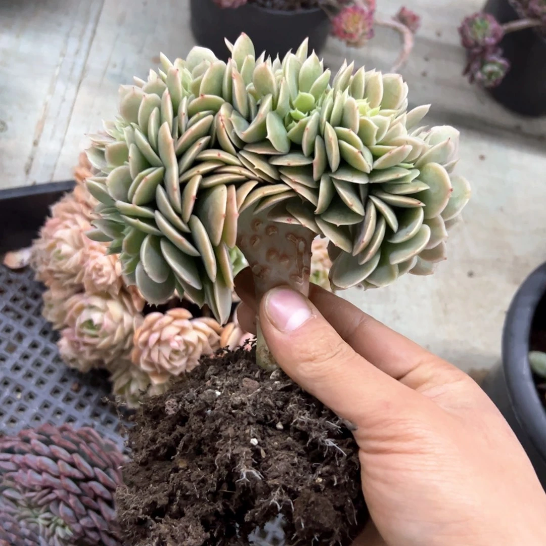 星哪塔108 零零多肉植物