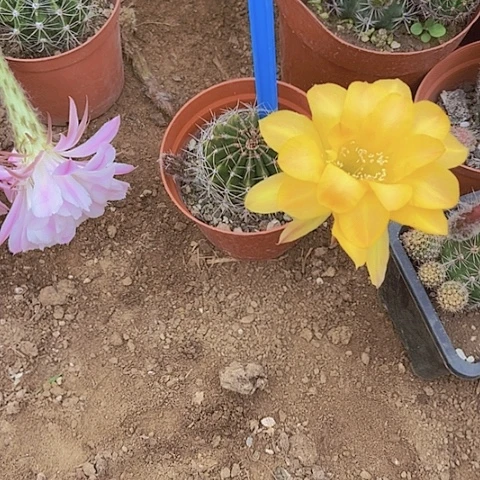 香**叶仙人掌彩草B 435