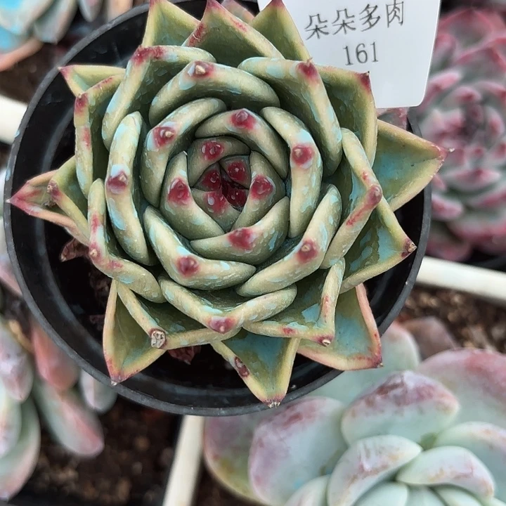 战后161呀呀呀呀呀呀雨去去