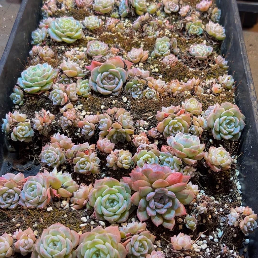 334的人都在用这个词了吗