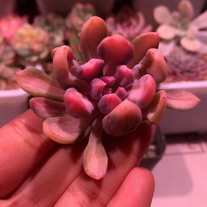 丘比特锦锦锦锦锦锦