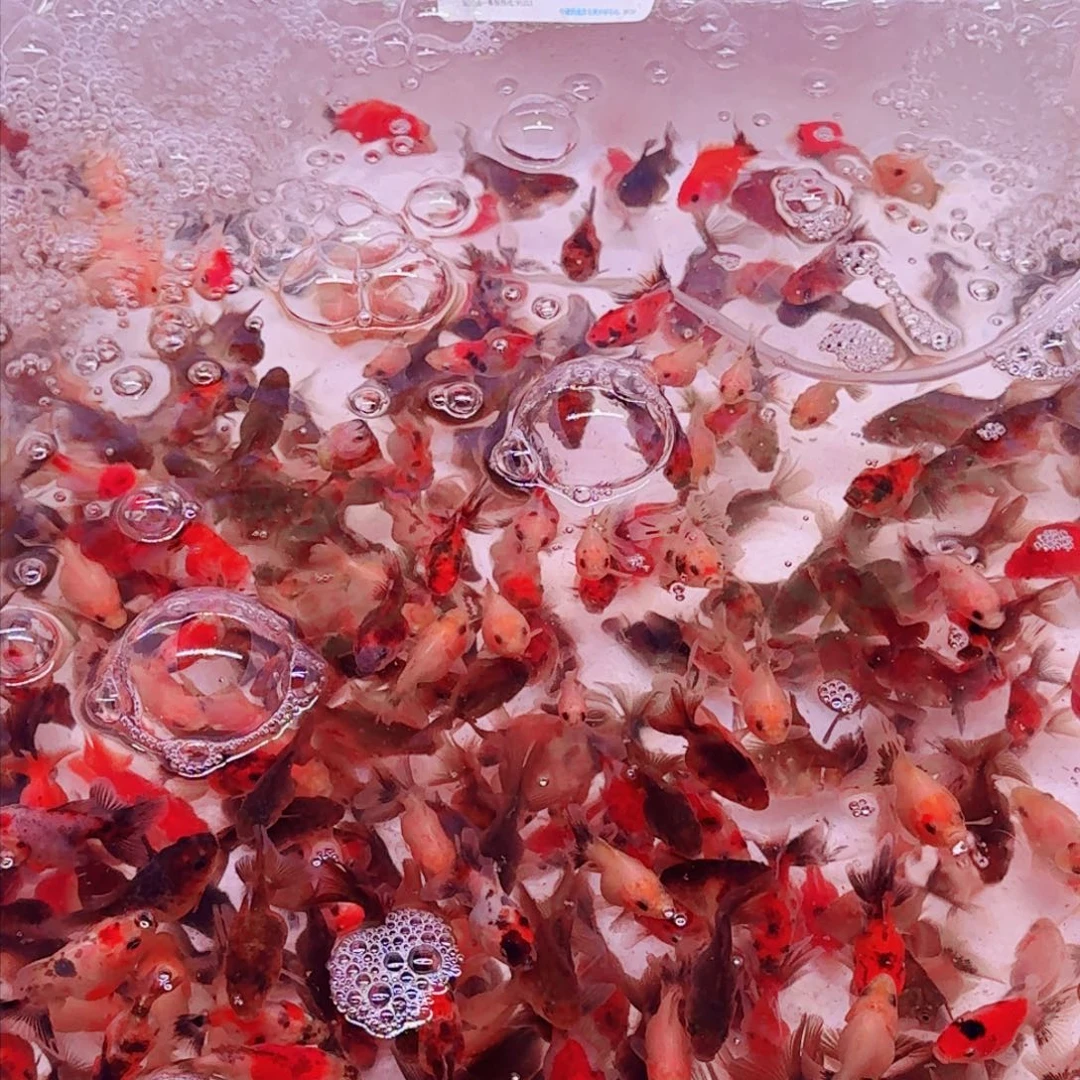 斑马鱼牵头望明月205