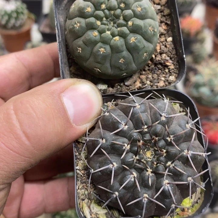 裸额2颗特价福利孤品