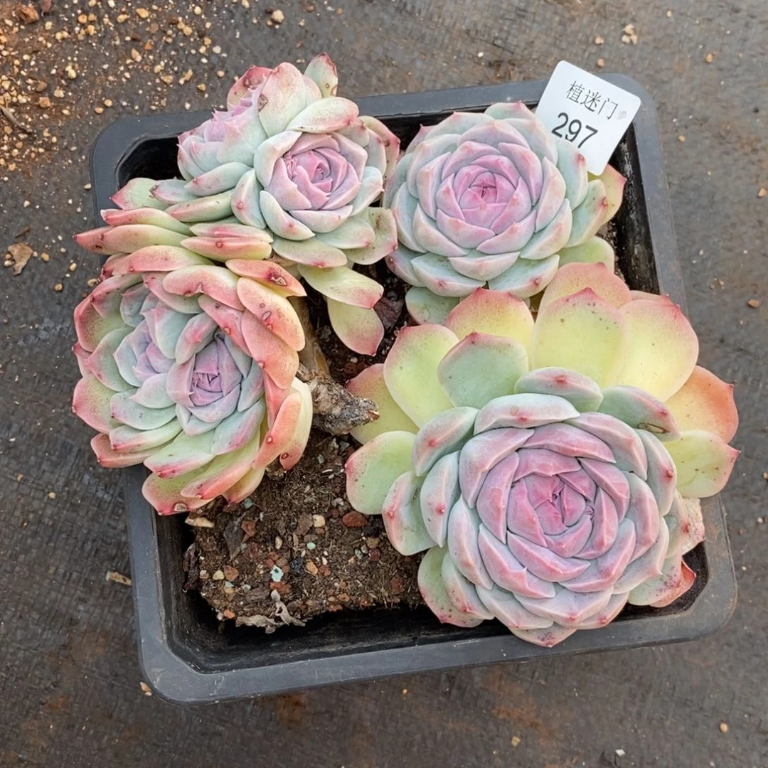 Z****霞杂交精品多肉297散~特