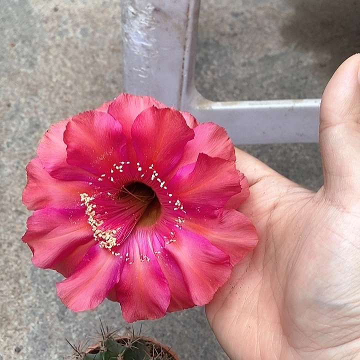 实生彩草一物一拍1
