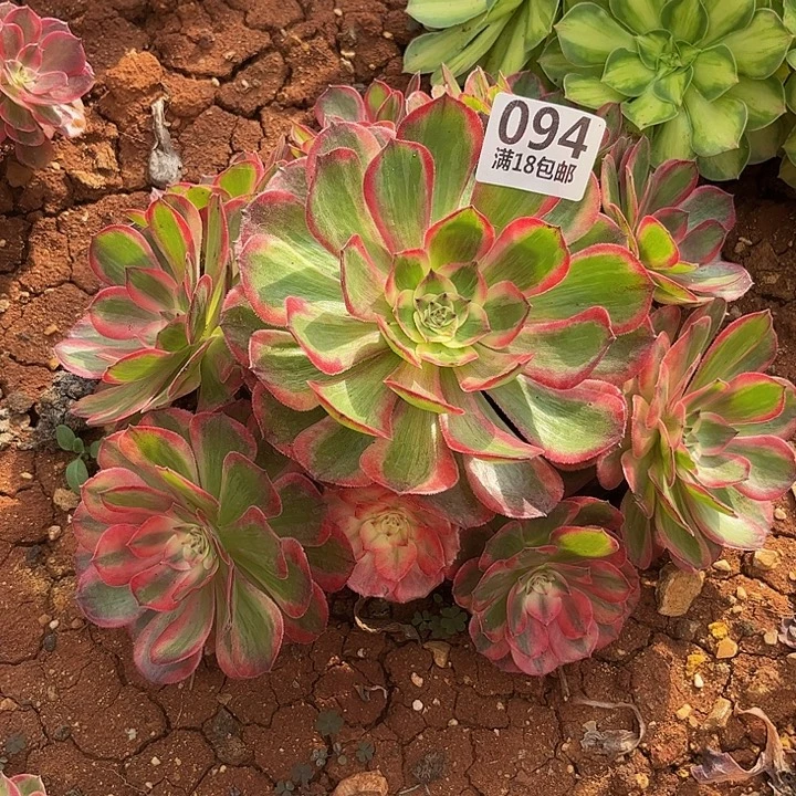 094云荷朵朵发发发