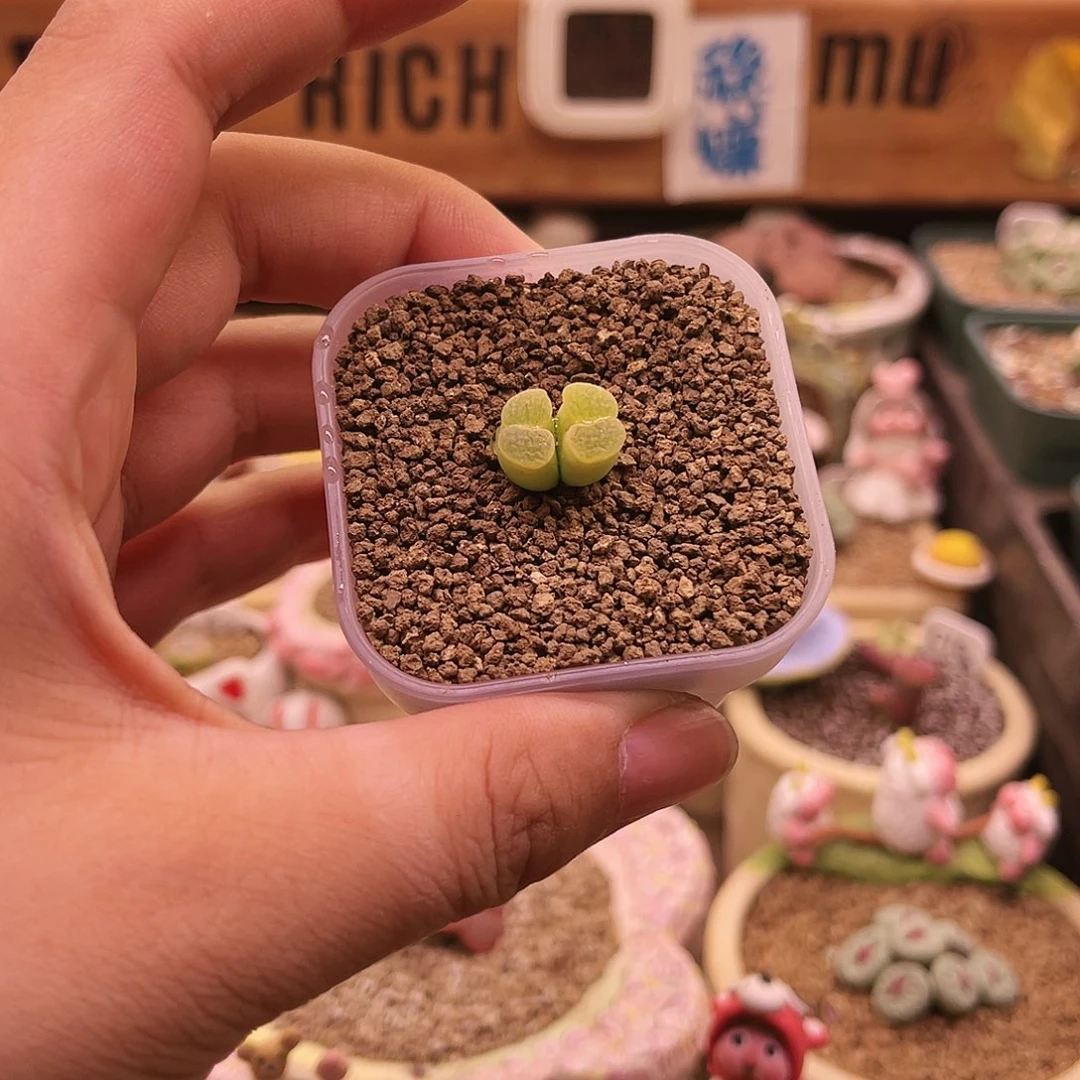 双头荧光黄banke磁铁