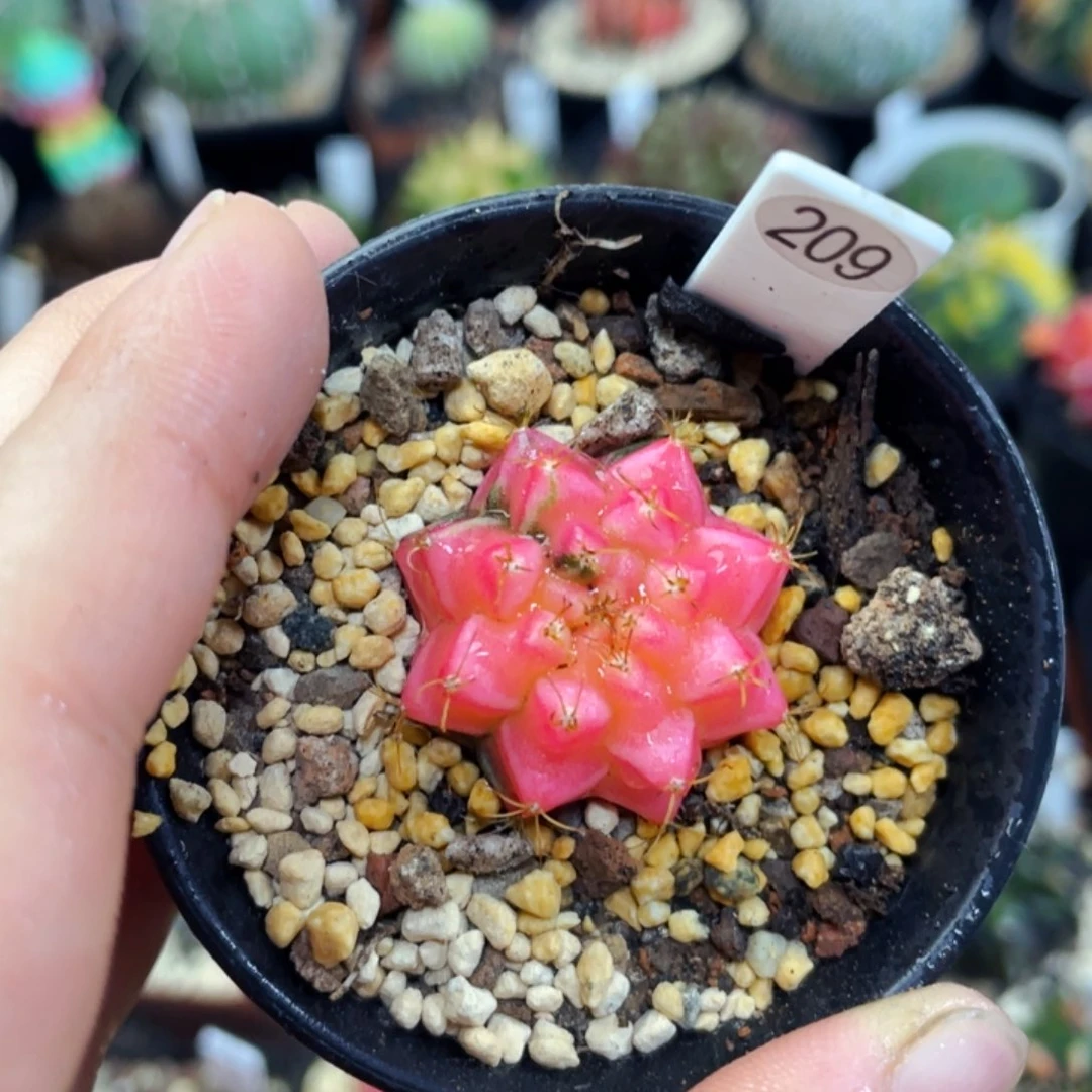 梓*2.8cm 盆5公分满25包邮裸根发货