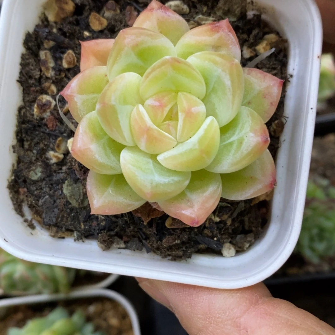 精品多肉一物一拍不包整55