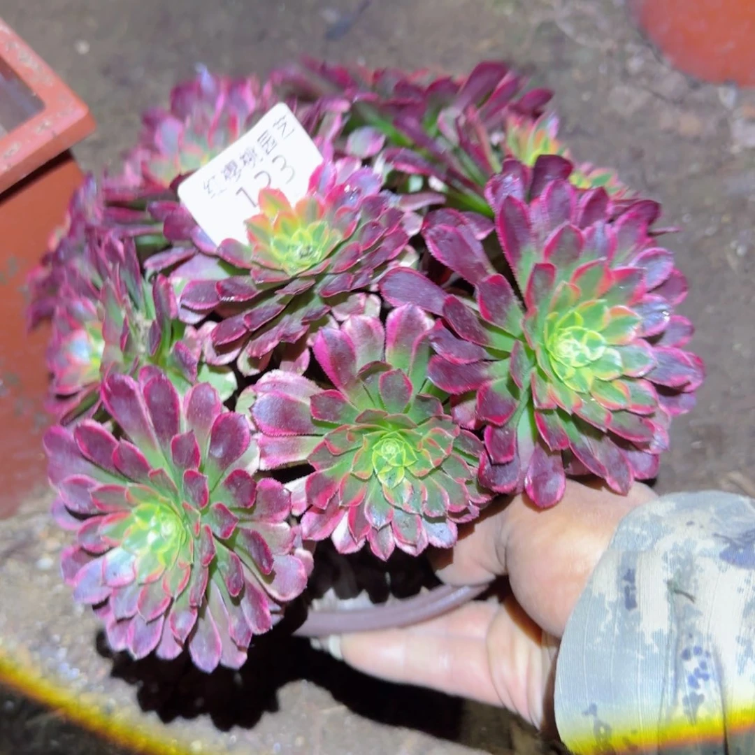 招霞法师多肉123