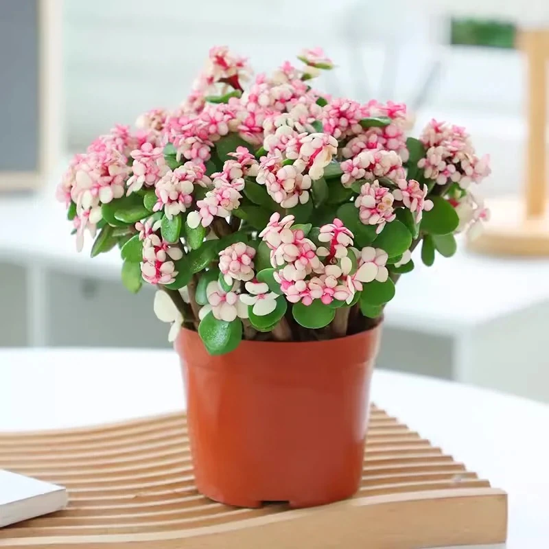 金枝玉叶盆栽金枝绿叶多肉植物花卉植物室内四季树阳台客厅吸甲醛