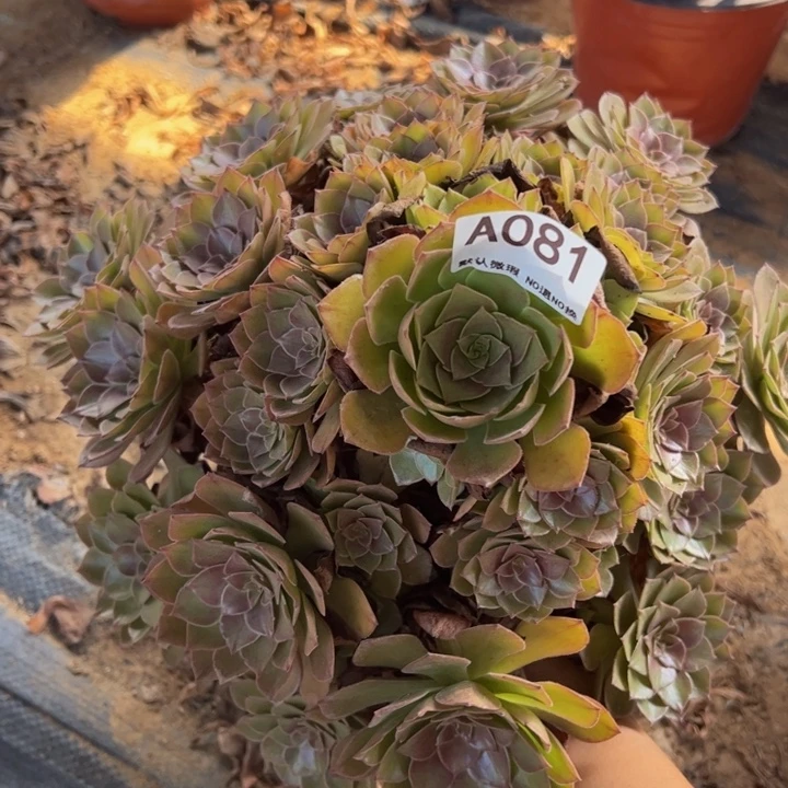 桃花石多肉植物081.