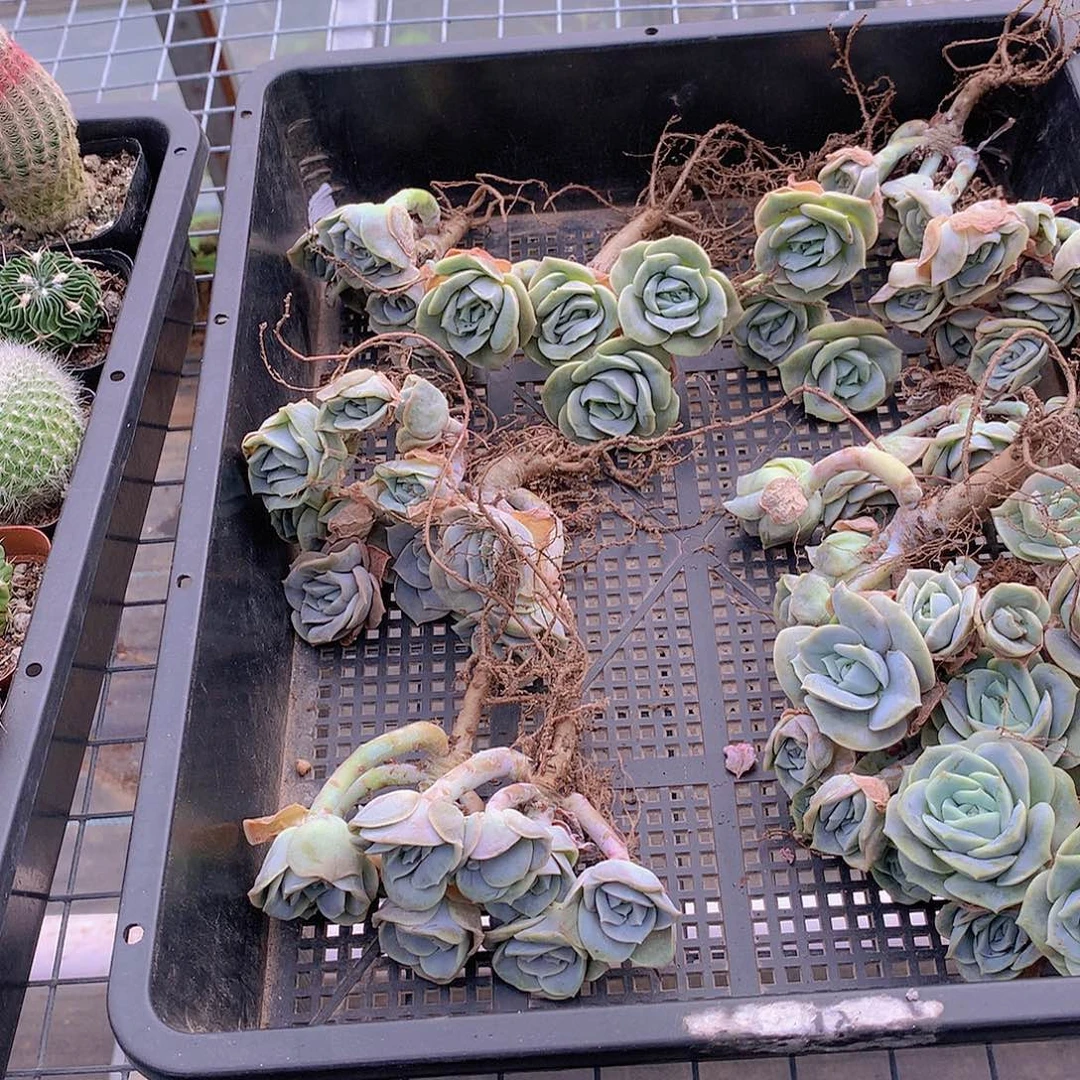 可爱玫瑰老庄捡漏567999999000