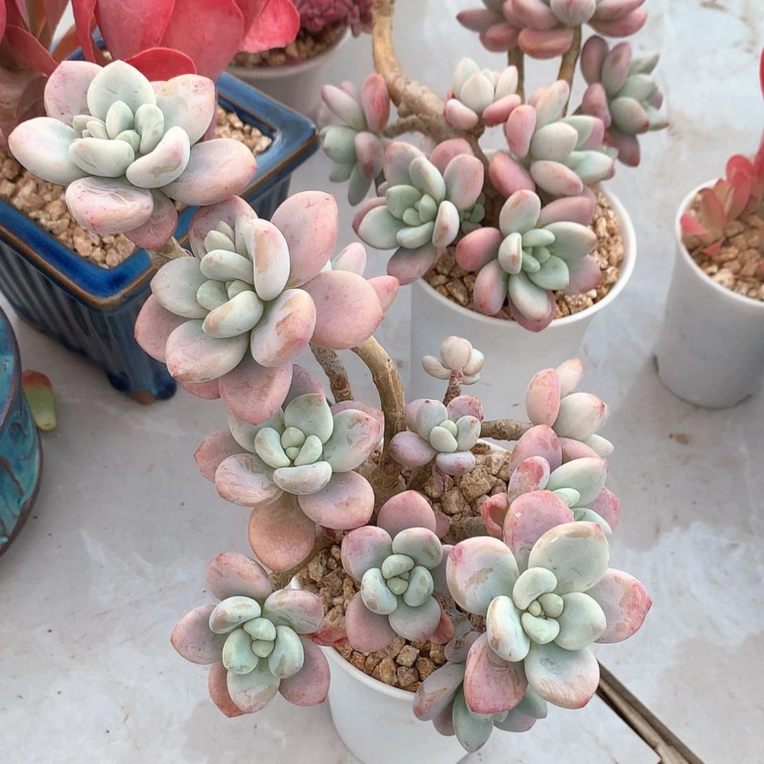 红洛神两颗多肉植物