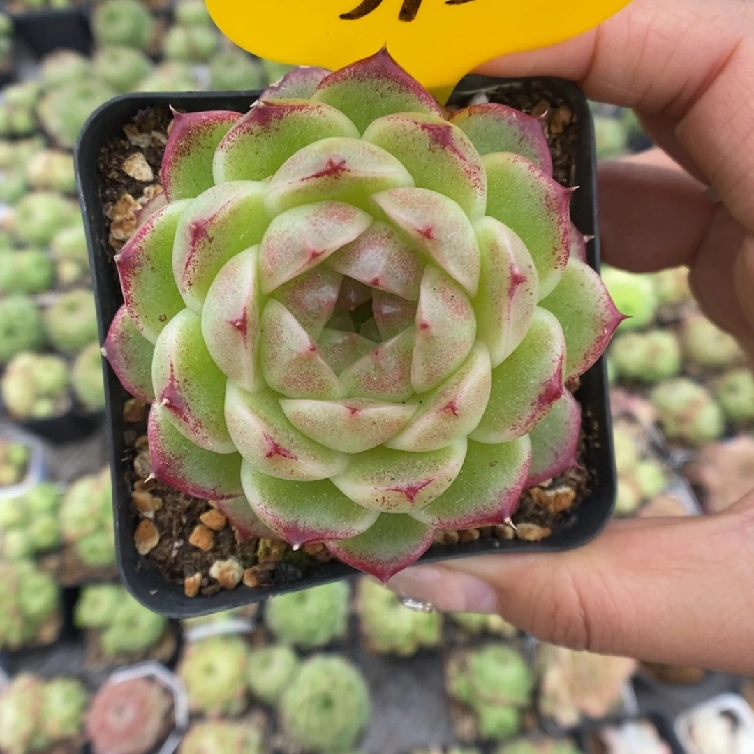 k***n菠萝蜜麦秆3936号。