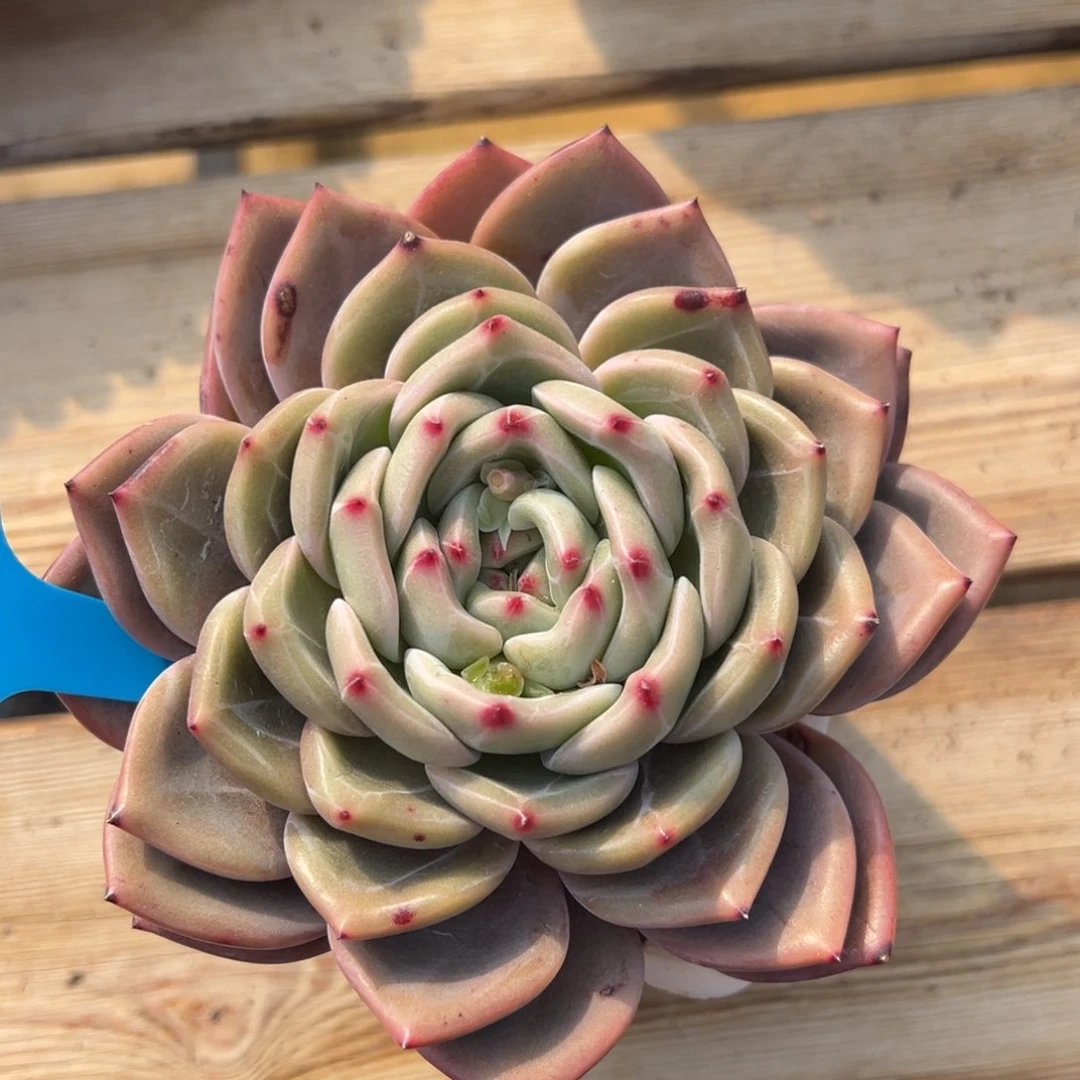 1-19-18旋叠叶暗夜精灵多肉植物