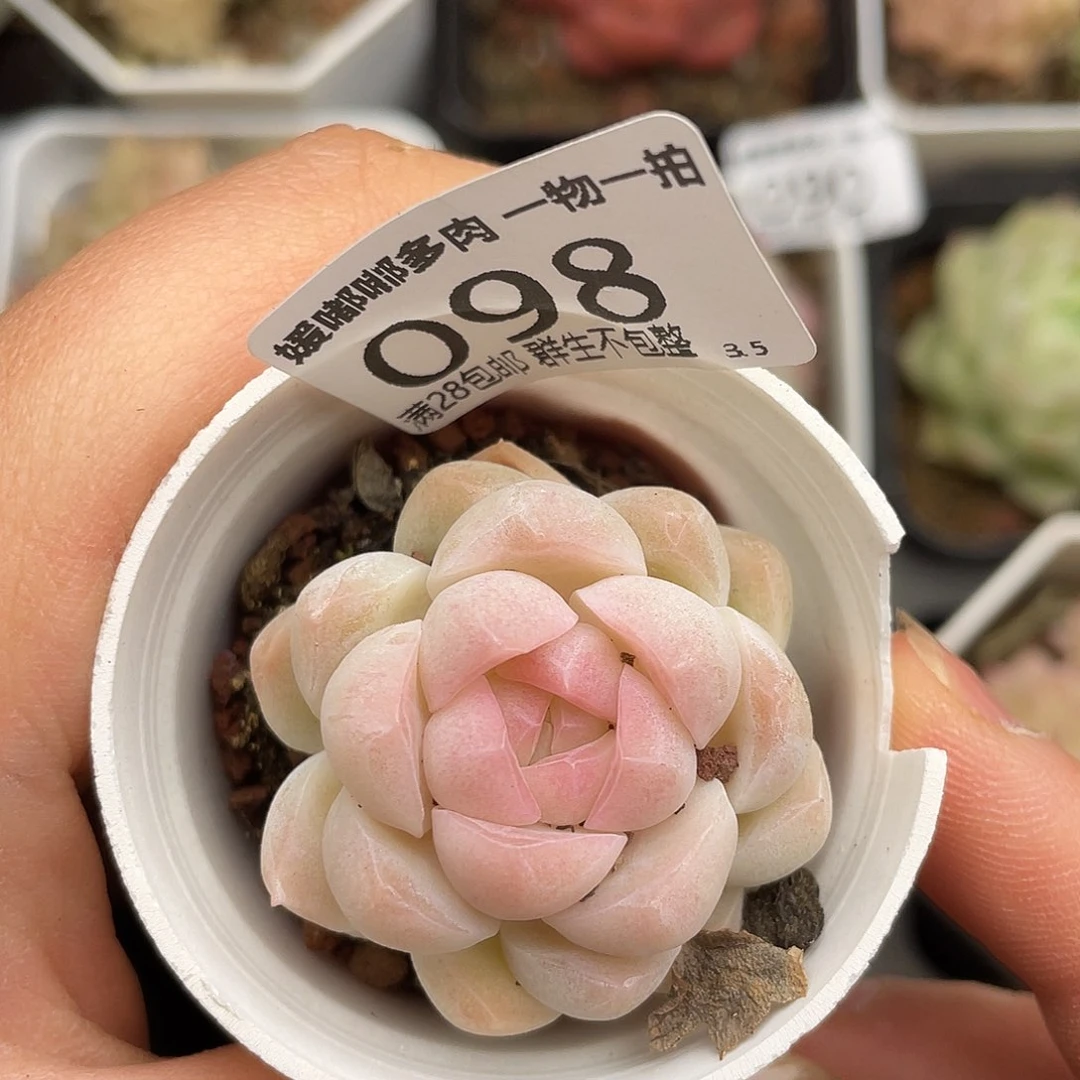 098 3.5一物一拍精品美肉