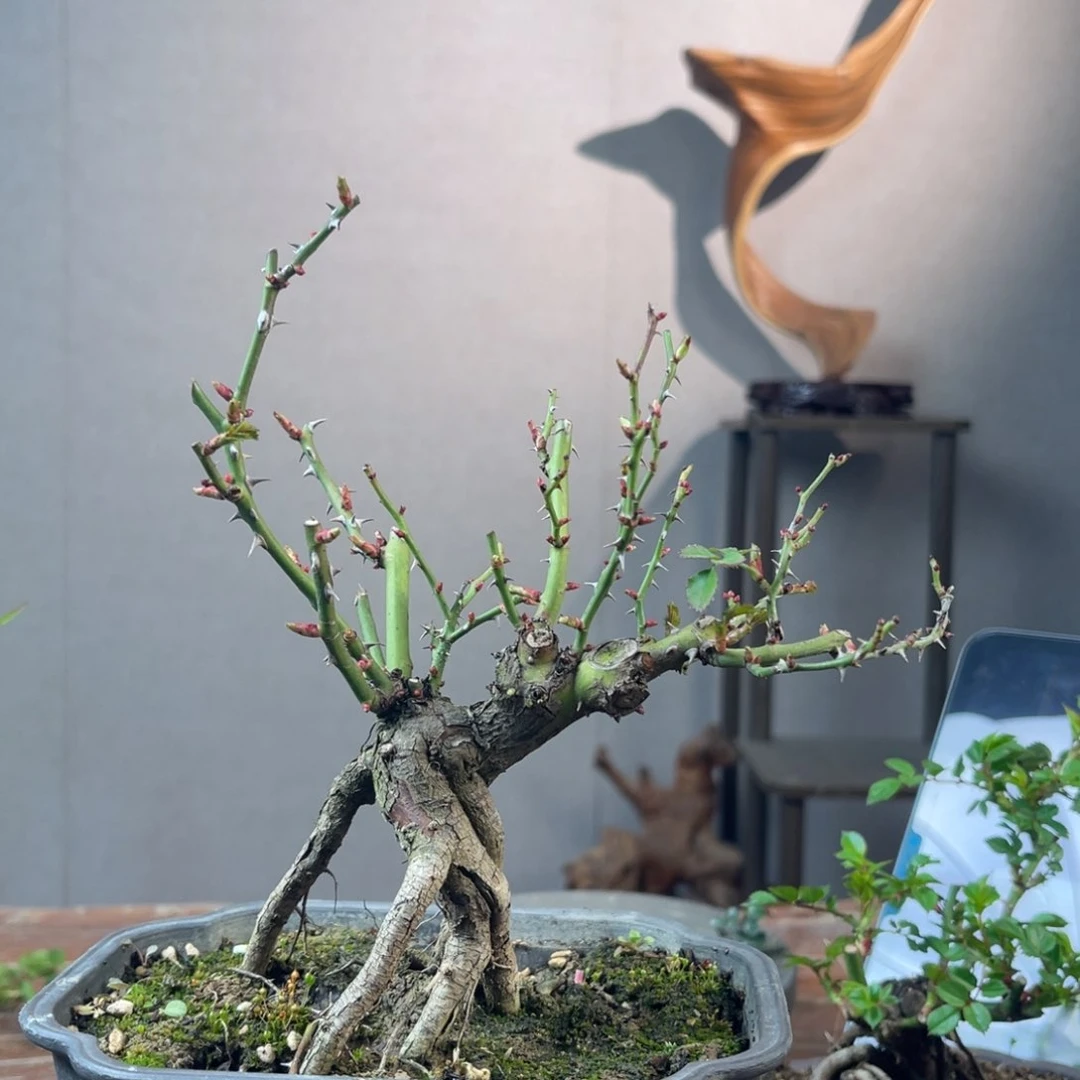 微月季盆景11111流*