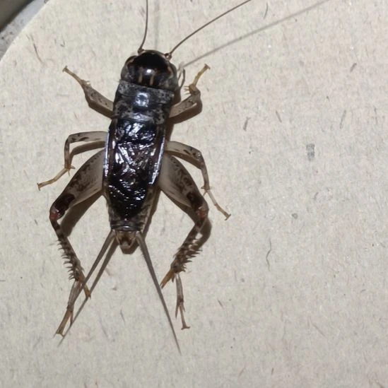 坤园份房蟋蟀蛐蛐