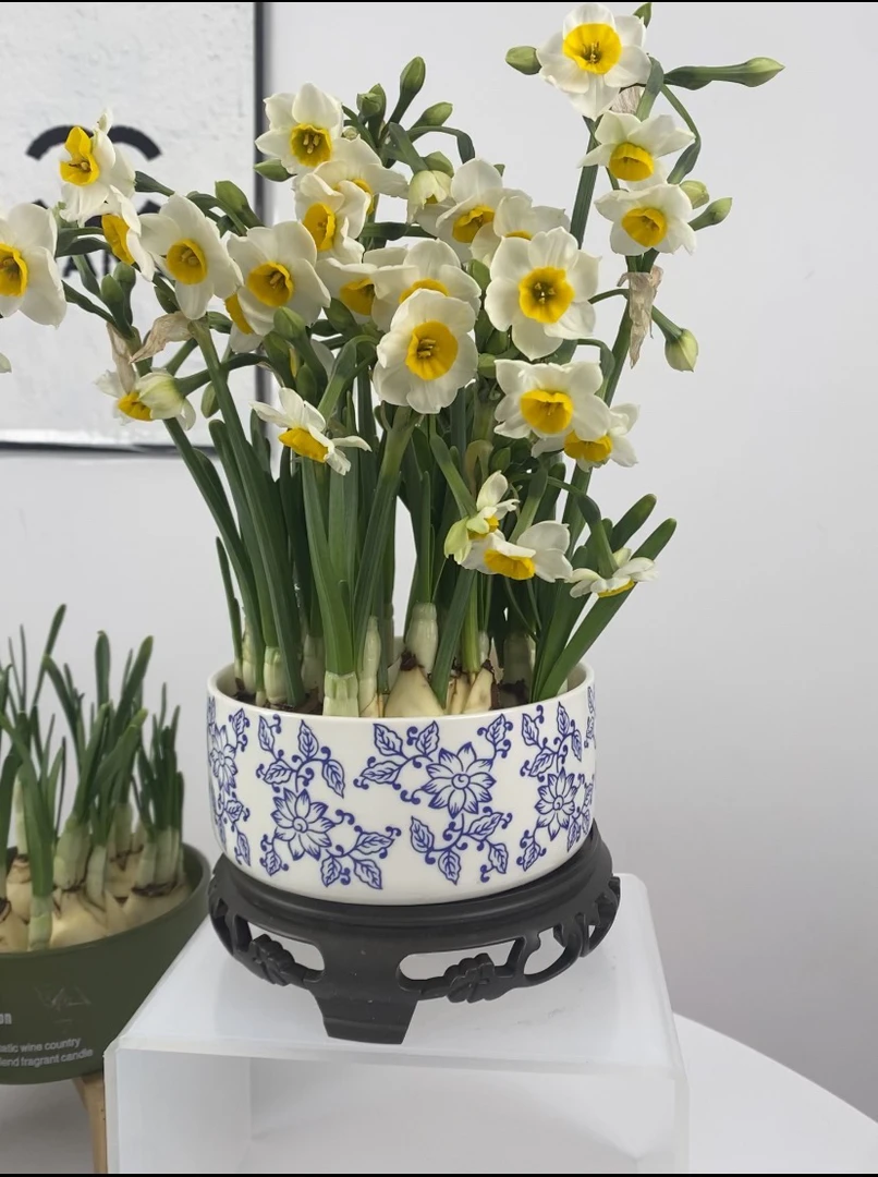 福建漳州水仙花水培白色新中式陶瓷盆带底座