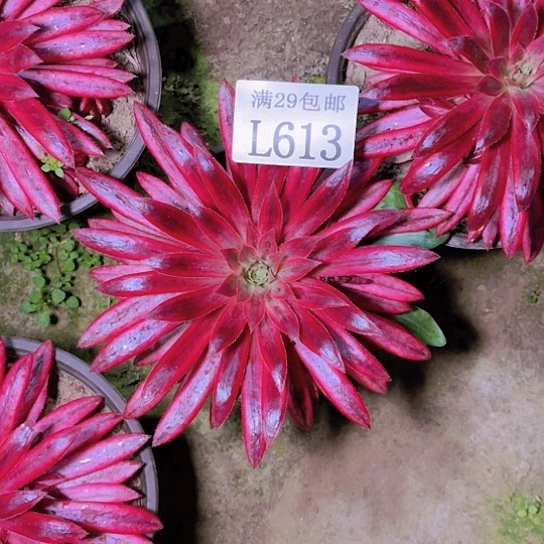 613朱雀多肉植物