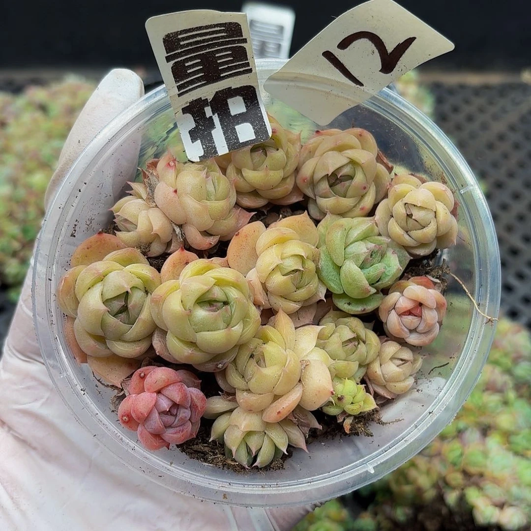 多肉植物多肉植物12量拍