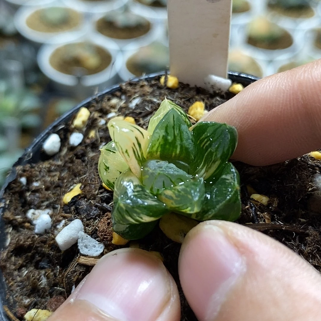 153花水晶哈哈哈哈