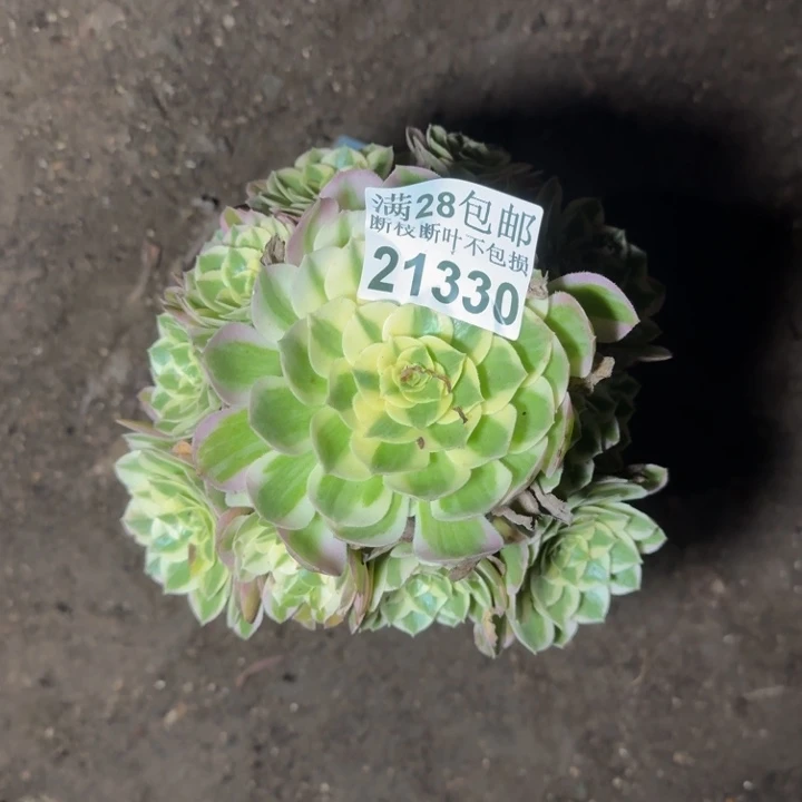 21330海鲜多肉植物