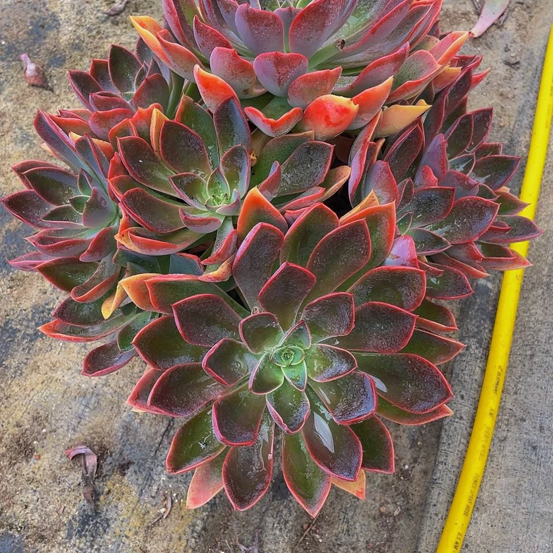 沉***调琼斯多肉植物中群