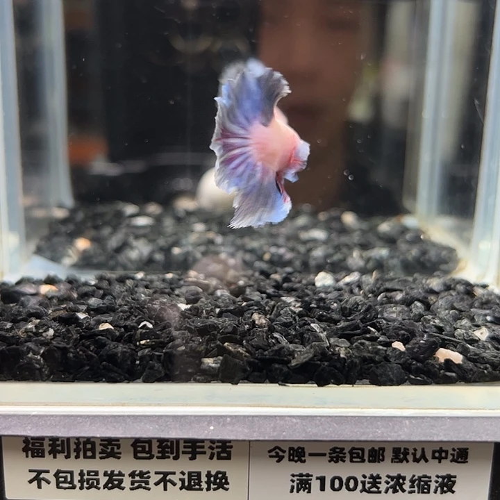 斗鱼竞拍跑单拉黑8日54