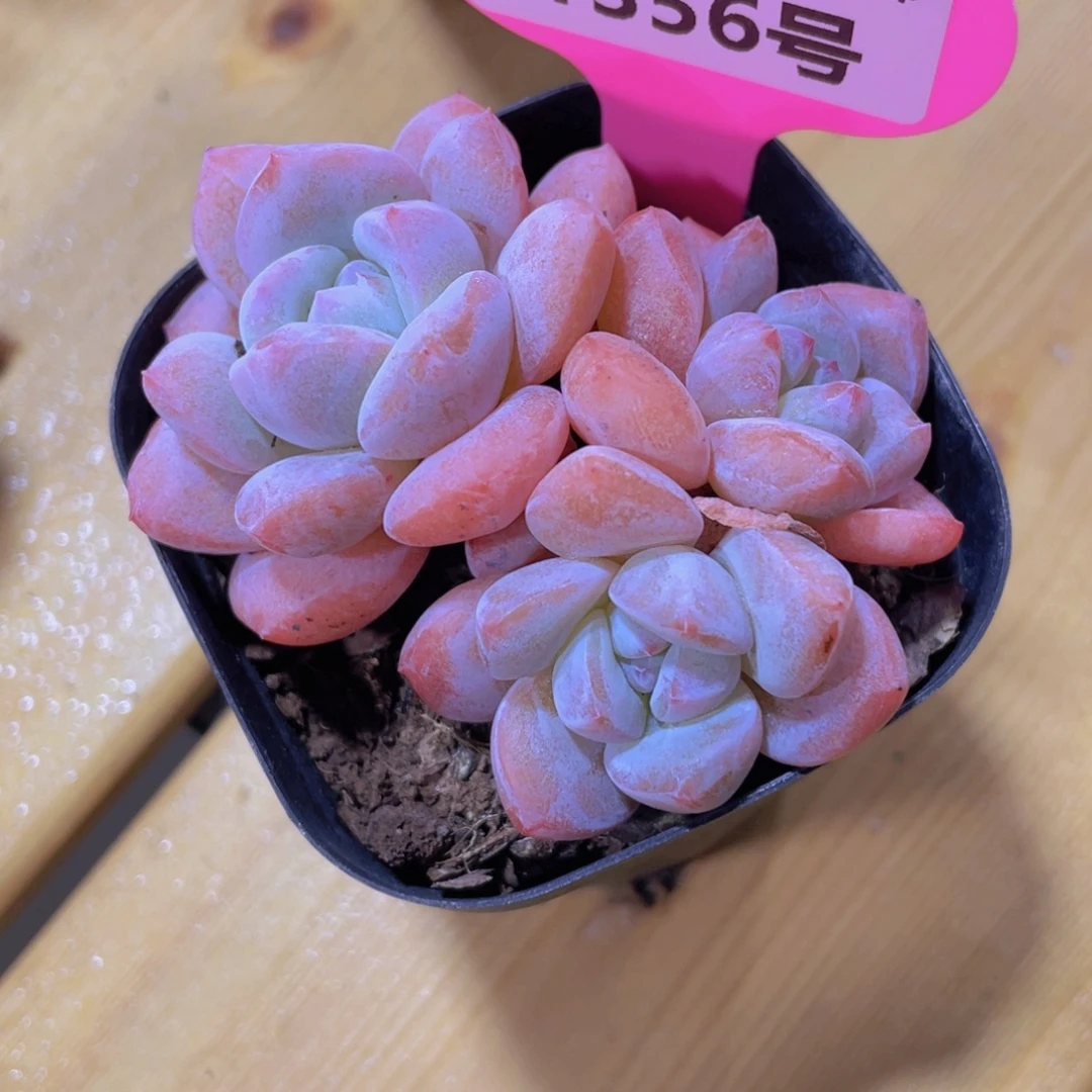 1356号 精品大白兔多头