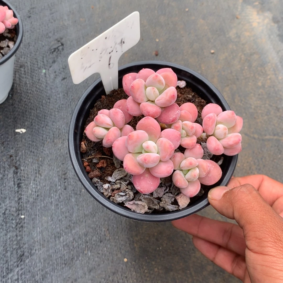 那就是说他没时间我