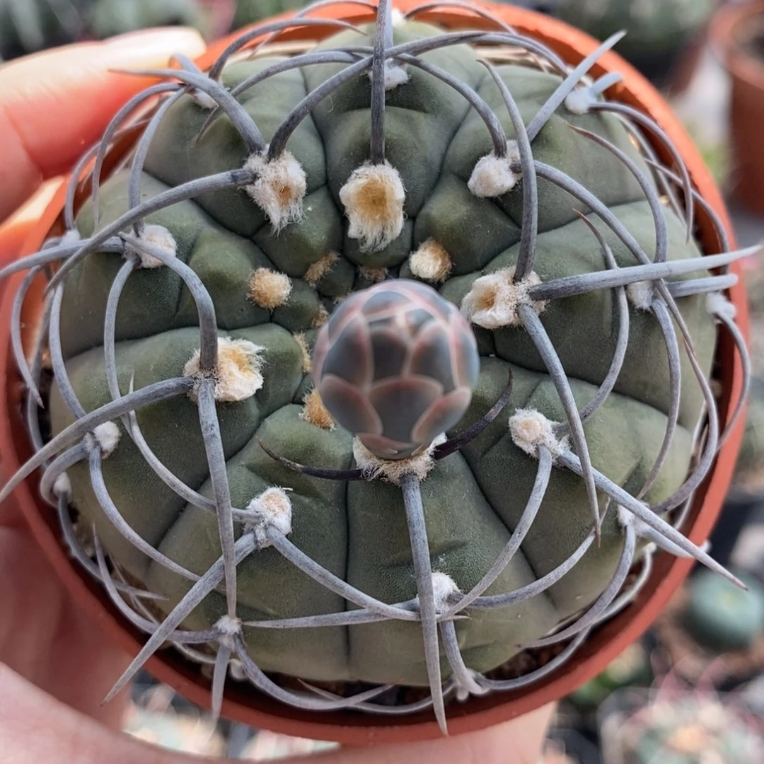 碳黑刺三枪玉植播园艺
